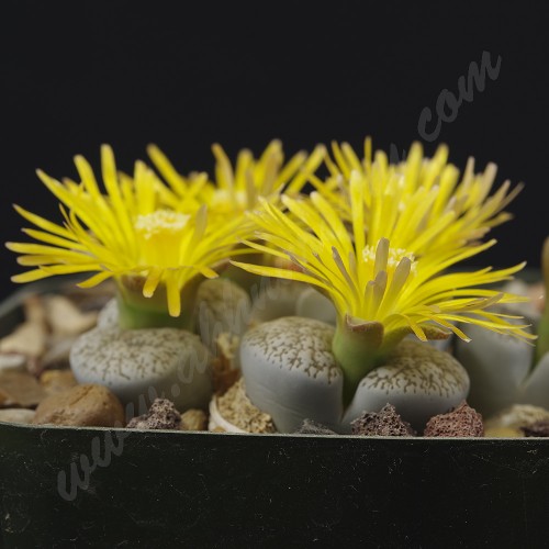 LIT057.01 Lithops lesliei var. venteri C001