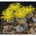 LIT057.01 Lithops lesliei var. venteri C001