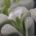LIT059.06 Lithops marmorata (var. marmorata) acf 'Polepsky Smaragd'