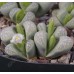 LIT059.06 Lithops marmorata (var. marmorata) acf 'Polepsky Smaragd'