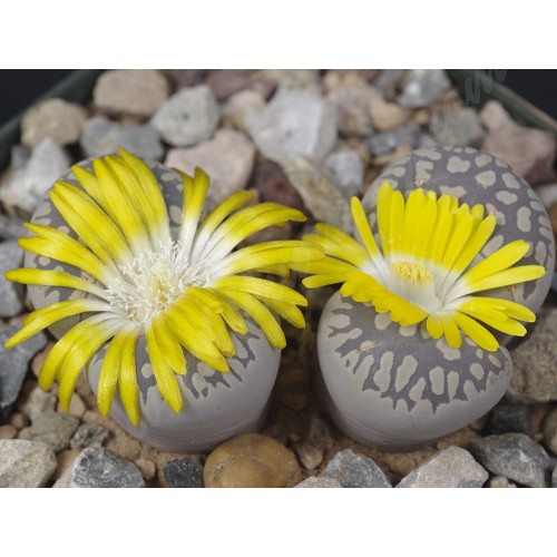 LIT066.03 Lithops otzeniana C350
