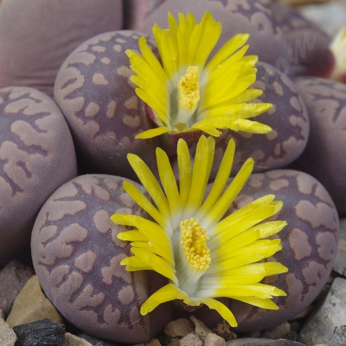 LIT066.05 Lithops otzeniana acf 'Czesky Granat'