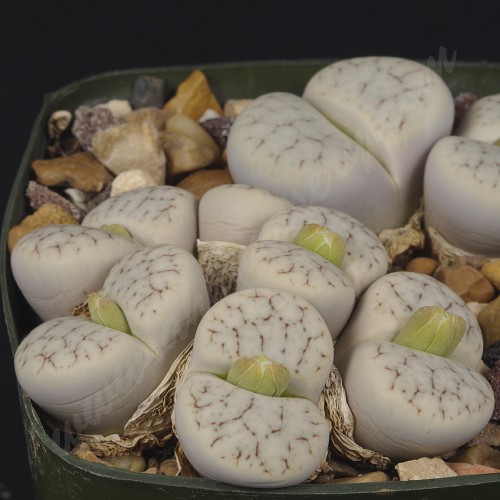LIT070.01 Lithops pseudotruncatella ssp. archerae C104