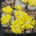 LIT070.01 Lithops pseudotruncatella ssp. archerae C104