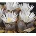 LIT078.09 Lithops salicola ‘Maculate form’ C086