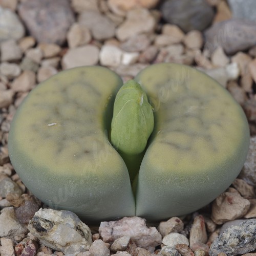 LIT081.03 Lithops schwantesii ssp. schwantesii v. rugosa ‘Shagreen’