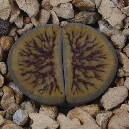 LIT082.09 Lithops ‘Nutwerk'