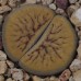 LIT082.09 Lithops ‘Nutwerk'