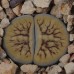 LIT082.09 Lithops ‘Nutwerk'