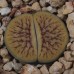 LIT082.09 Lithops ‘Nutwerk'