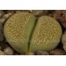 LIT085.13 Lithops terricolor acf 'Speckled Gold' C345A