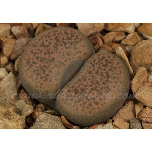 LIT085.19 Lithops terricolor Fulerton siding