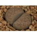 LIT085.19 Lithops terricolor Fulerton siding