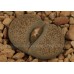 LIT085.19 Lithops terricolor Fulerton siding