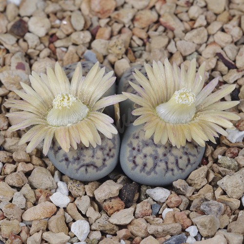 LIT087.05 Lithops verruculosa (var. verruculosa) C198