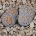 LIT087.05 Lithops verruculosa (var. verruculosa) C198