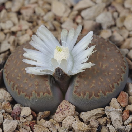 LIT090.02 Lithops villetii ssp. deboeri C231