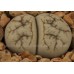 LIT093.01 Lithops werneri C188