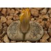 LIT093.01 Lithops werneri C188
