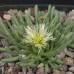 PHB024.01 Phyllobolus resurgens